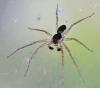 Philodromus dispar